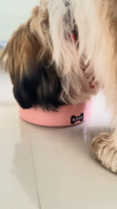 85g Luscious Recipe Real Meat Tasty Shreds Premium Organic Wet Food All Stages Adult Puppy Kitten