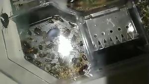 High-quality Cockroach Trap with 3 Bait Packs Effective for Catching Roaches in Kitchen Bathroom and Hidden Corners.