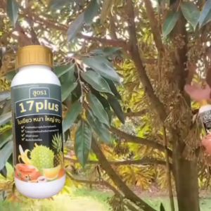 ทุเรียนดอกดก 17 Plus 17พลัส ของแท้ ช่วยพืชใบใหญ่ ใบหนา ใบเขียวเข้ม สะสมอาหารทางใบได้เยอะ ดูแลดอกและ ลูกดก สร้างความสมดุลให้พืชสมบูรณ์ ซื้อ 2แถม1ขวด