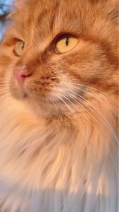 LUMIPET Tetes Mata Kucing dan Anjing Mengatasi Mata Kering Iritasi Sakit Mata Merah dan Gatal Anti Radang Infeksi Belekan