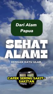 Obat Herbal Diabetes Stroke Benjolan GERD Hipertensi Kolesterol Maag Asam Urat Syaraf Kejepit dan Penyakit Kronis  – Kayu Ular Papua | Bisa COD