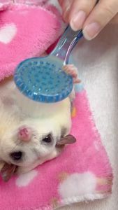 Sugar Glider Brush Comb