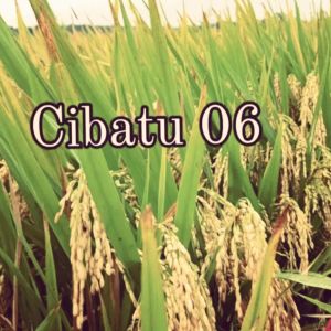 BAYAR DI TEMPAT 5 KG CIBATU 06 BENIH BIBIT PADI SUPER UNGGUL GABAH BERKUALITAS HASIL MELIMPAH 12 TON