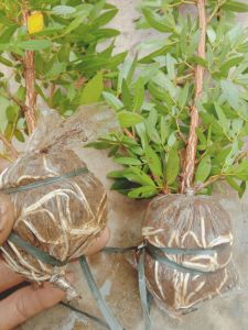 bibit Kaliandra Sulimaraja Surinamensis 40-50cm murah
