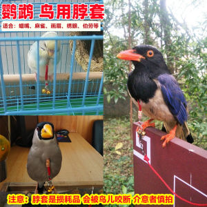 Parrot Flying Rope for Birds Bandana Budgerigar Starling Brother Jiagao Ankle Ring Thrush Oriole Grosbeak Biro Starling Brother