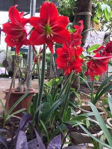 10 củ hoa huệ đỏ