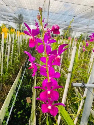 COMBO%20Nhi%E1%BB%81u%20M%C3%A0u%20C%C3%A2y%20Lan%20Gi%E1%BB%91ng%20Mokara%20cao%2030-40%20Cm%20(%C4%90%E1%BB%8F,V%C3%A0ng,T%C3%ADm,H%E1%BB%93ng,Cam)%20-%20Image%208