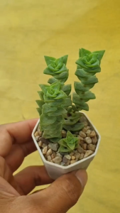ต้นไม้อวบน้ำ กุหลาบหิน แครสซูลา ซีทุโลซา Crassula Setulosa #succulents #Crassula #เมล็ดพันธุ์พืช