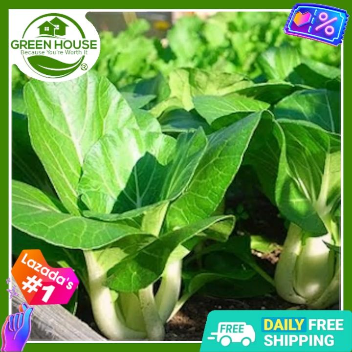 Green House® - Pechay Pavito Seeds for Planting Vegetable Plants (1200 Seed) Hybrid incl. Instruction Chinese bok choy | Lazada Philippines