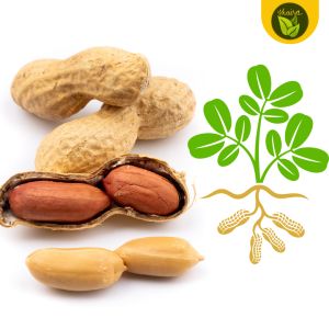 binhi 100 seeds for planting mani peanut