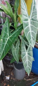 พญาจงอาง(ไม้มงคล)ไม้โบราณเป็นไมัเมตตามหานิยมเน้นปกป้องคุ้มกันภัยให้สถานที่อยู่อาศัยเ