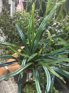 🌿 เฟิร์นแววปีกแมลงทับ 🌿 รดน้ำพอชุ่ม แสงแดดเช้า จะช่วยให้สีใบยิ่งเงาสวย #เฟิร์นปีกแมลงทับ Microsorum thailandica #เฟิร์นปีกแมลงทับ เป็นเหง้าเลื้อยสั้น ใส่กระถาง แขวน หรือเกาะตามต้นไม้ ใบยาวสีเขียวปนน้ำเงินเป็นมันวาว คล้ายสีปีกแมลงทับ #เฟินแววแมลงทับ