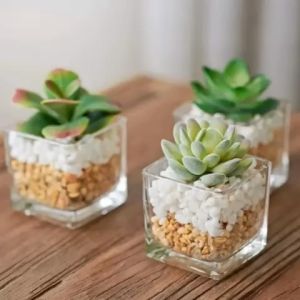 Lọ Thuỷ Tinh Hình Trụ Vuông Chuyên Dùng Trồng Sen Đá  Cắm Hoa  Đổ Nến Thơm Và Decor Trang Trí 6 x 6 Cm