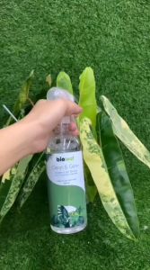 Clean & Glow Organic Leaf Cleaner with Natural Bio Protector ( Clean Plant Leaves for a Happy and Healthy House