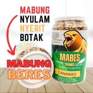 CAROLL Kenari Pakan penggacor kenari solusi macet bunyi mabung bermasalah mabung tuntas