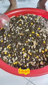 [1kg/5kg] Hạt cho Mèo S2 Pet V1 Đạm 32% Mix Topping Kích Thích Thèm Ăn Dành Cho Mèo Mọi Lứa Tuổi