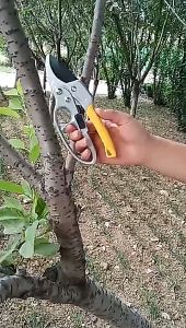 Gunting Taman Ranting Dahan Pohon Kebun Bunga Rumput Taman Garden Pruning