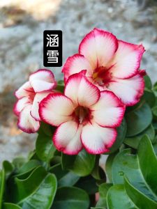 Mini Adenium Obesum Bonsai ID Han Xue 涵雪 迷你富贵花