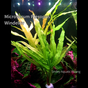 【LIVE】Aquatic Plant Trident Java Fern Paku Ranti Rusa Easy Maintain Low-Tech Low Tek Submersed Pokok Air Aquatic