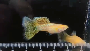 🐟Ajelis Guppy🐟 Albino Yellow Snake Cobra Guppy 白子黄蛇王孔雀鱼 - Aquarium Ornamental Fish Tuxedo Guppy Ikan Hiasan 孔雀鱼 大尾巴 三角尾 蛇