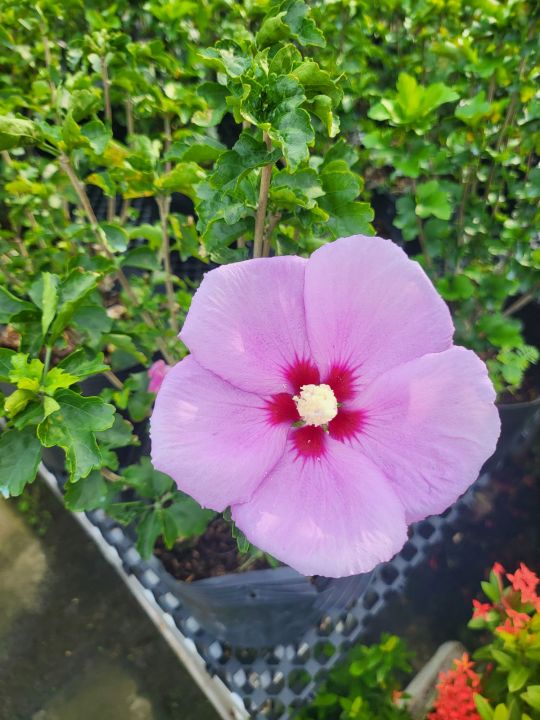 purple hibiscus