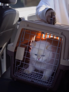 สัตว์เลี้ยงพรีเมี่ยมแบบพกพากรงเดินทางขนาดใหญ่ กล่องสัตว์เลี้ยง กรงแบบพกพาพร้อมที่จับ กล่องขนส่งสัตว์เลี้ยง 2 ขนาด