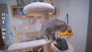 ĐỒ CHƠI CÁ BÔNG Vẫy đuôi SIÊU HOTTT