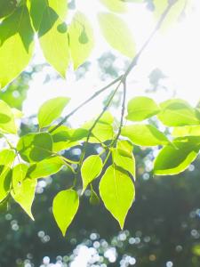 美的轻音破壁机家用全自动免洗免滤预约加热防糊底料理豆浆机新款