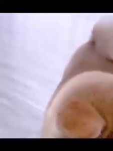 DÂY GẶM BANH TENNIS 2 ĐẦU DÂY THỪNG GẶM ĐỒ CHƠI CHO CHÓ GẶM SẠCH RĂNG - BAUHO