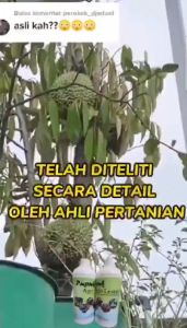 Pupuk Penyubur Dan Pelebat Buah Pupuk Agro Lestari Kemasan 500ml