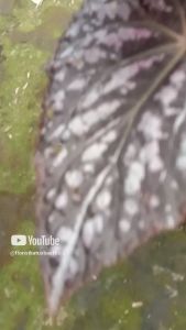 tanaman hias daun begonia totol ungu murah