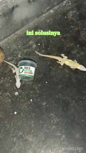 Racun Cicak Raca Herbal Basmi Cicak Sekali Hap