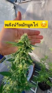 2L แถม 0.5L ฟรี - น้ำหมักมูลไก่ข้ามปี ส่งฟรี 🔥