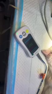 2025Animal Home/ Monitor To Detect Heart BeatingHealth Monitoring Instrument