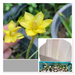 น.หัวดอกบัวดิน Jonesii หัวละ 20 บาท ติดเมล็ดมีกลิ่นหอม