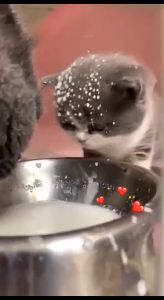 SUSU KUCING KONEKO MILK CAT ECER ECERAN 1 SACHET SUSU KUCING KONEKO 20GR SACHET MINUMAN SUSU BUBUK ANAKAN BAYI KUCING KITTEN ANABUL ADULT CAT MILK