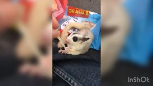 Pet World Fish Snack30G (Sugar Glider)