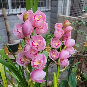 1 Củ giống hoa địa lan santo hoa màu cam
