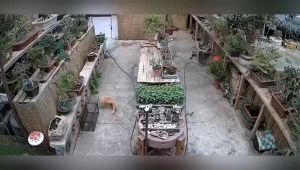 Cat Scratching Cage Automatic Handy Tool Trap Catching Supermarket Shopping Mall Repellent Stray