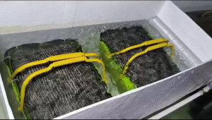 Crystal Bio Japan 1 dus 15 kg (ORIGINAL JAPAN)