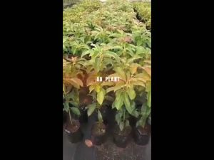 Bibit Alpukat Yellow Vietnam Super Okulasi Cepat Berbuah