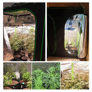 เต็นท์ปลูก grow tent มีหลายขนาดโครงเหล็กทุกชิ้น โรงเรือน 600D วัสดุคุณภาพดี แข็งแรงทนทาน 5 ขนาด 240*120*200CM