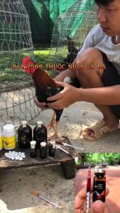 B12 7500 10 ML Không Nóng GàTăng Bo Gà  B12 Hừng Gà Đỏ Mặt Mau Nạp Pin Mau Tới vần Nhập Khẩu Mexico