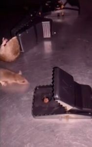 PERANGKAP TIKUS PVC / JEBAKAN TIKUS / MOUSE TRAP / DOUBLE SPRING POWER FULL / ANTI HAMA