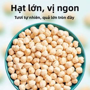 Hạt Phỉ Rừng Sấy Chín và Tươi Chất Lượng Thương Mại