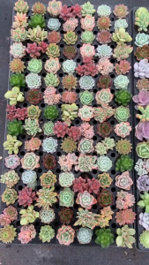 Combo 10 cây sen đá vỉ khỏe dễ trồng mix (có thể tự chọn)