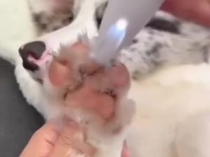 Dog Paw Trimmer Low Noise Rechargeable Cordless Pet Grooming Kit with LED Light & Display & Waterproof Safe Paw Clipper
