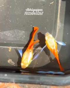 🔥NEW RARE🔥 ALBINO Platinum Dumbo Big Ear SHORTBODY 🇻🇳 Guppy Fish Pair (PREMIUM TOP GRADE)