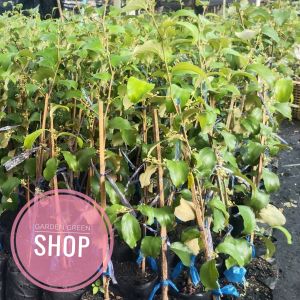 ต้นพุทราสามรส พุทราสามรสพันธุ์แสงทอง กิ่งพันธุ์ ทาบกิ่ง