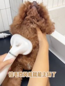 Pet Hair Dryer with Comb Brush 2 in 1 Pet Grooming Hair Dryer Dog Cat Hair Dryer 电动吹毛器